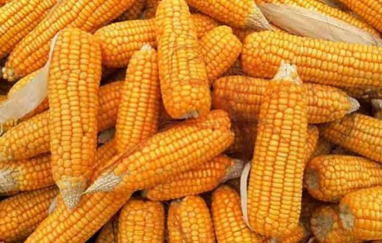 maize